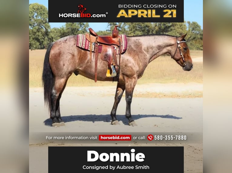 American Quarter Horse Gelding 5 years 15,2 hh Roan-Bay in Lawton, OK