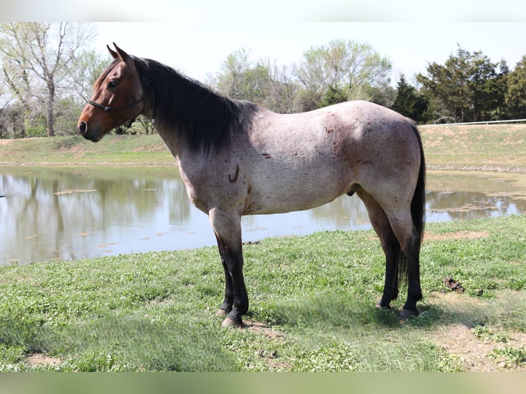 American Quarter Horse Gelding 5 years 15,2 hh Roan-Bay in Lawton, OK