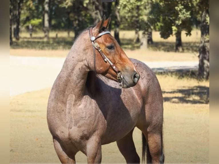 American Quarter Horse Gelding 5 years 15,2 hh Roan-Bay in Lawton, OK