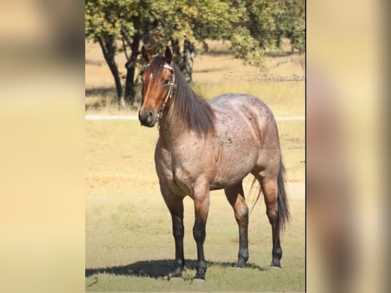 American Quarter Horse Gelding 5 years 15,2 hh Roan-Bay in Lawton, OK