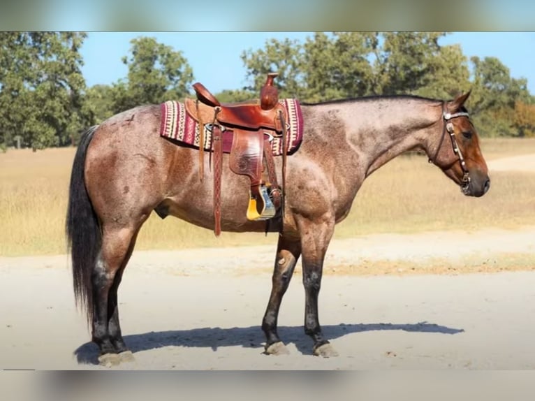American Quarter Horse Gelding 5 years 15,2 hh Roan-Bay in Lawton, OK
