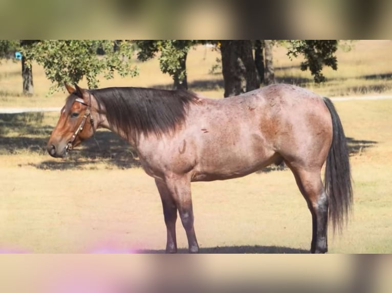 American Quarter Horse Gelding 5 years 15,2 hh Roan-Bay in Lawton, OK