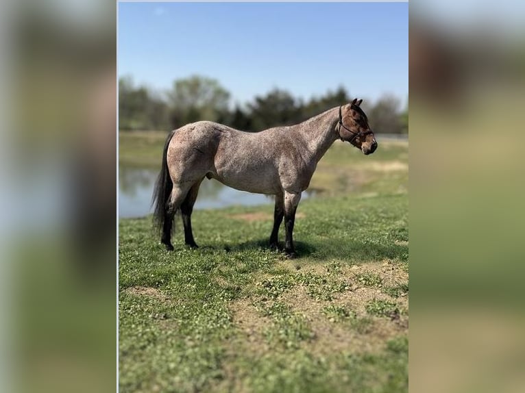 American Quarter Horse Gelding 5 years 15,2 hh Roan-Bay in Lawton, OK