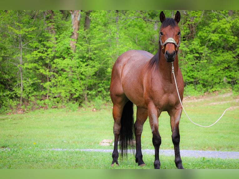 American Quarter Horse Gelding 5 years 15,2 hh Roan-Bay in Flemingsburg KY