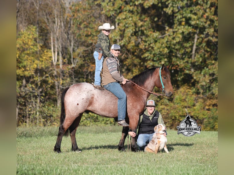American Quarter Horse Gelding 5 years 15,2 hh Roan-Bay in Mount Vernon