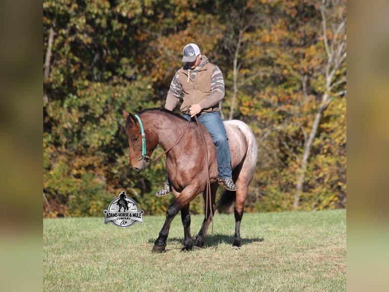 American Quarter Horse Gelding 5 years 15,2 hh Roan-Bay in Mount Vernon