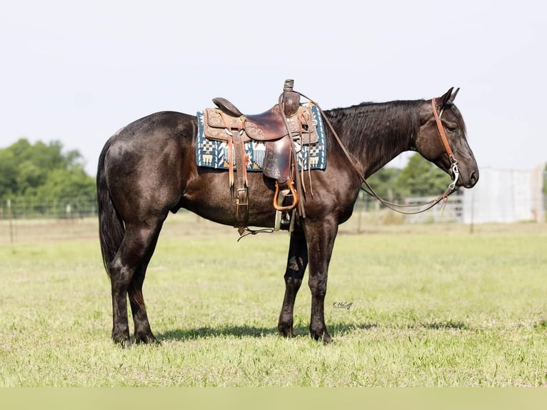 American Quarter Horse Gelding 5 years 15,2 hh Roan-Blue in Ravenna, TX