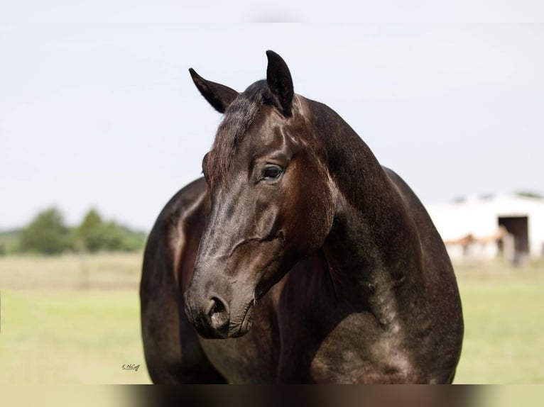 American Quarter Horse Gelding 5 years 15,2 hh Roan-Blue in Ravenna, TX