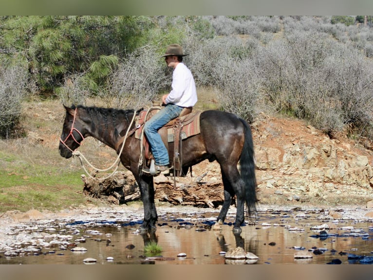 American Quarter Horse Gelding 5 years 15.2 hh Roan-Blue in Atwater