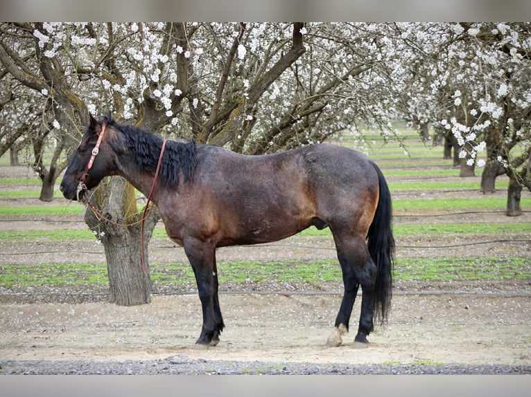 American Quarter Horse Gelding 5 years 15.2 hh Roan-Blue in Atwater