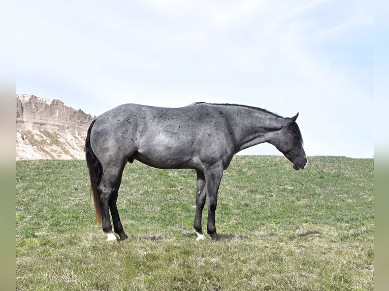 American Quarter Horse Gelding 5 years 15,2 hh Roan-Blue in Bayard, Nebraska