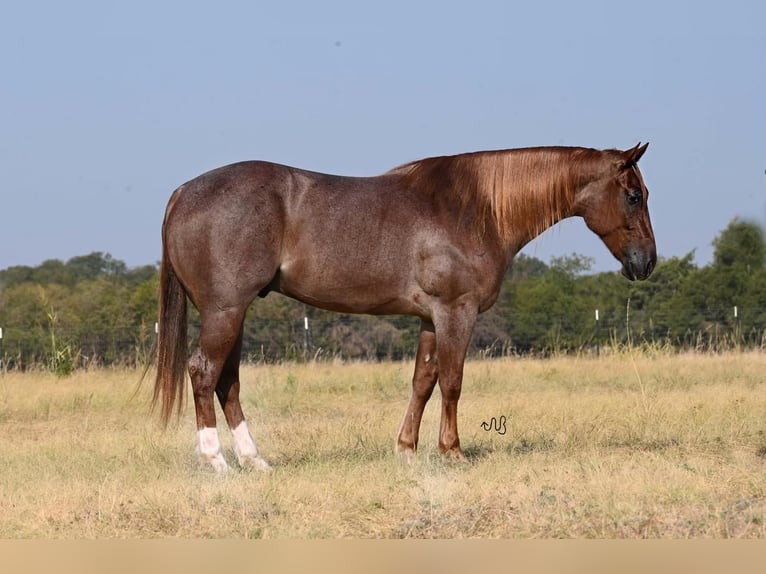 American Quarter Horse Gelding 5 years 15,2 hh Roan-Red in Waco, TX