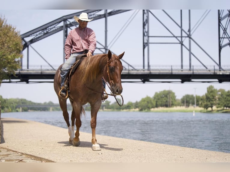 American Quarter Horse Gelding 5 years 15,2 hh Roan-Red in Waco, TX