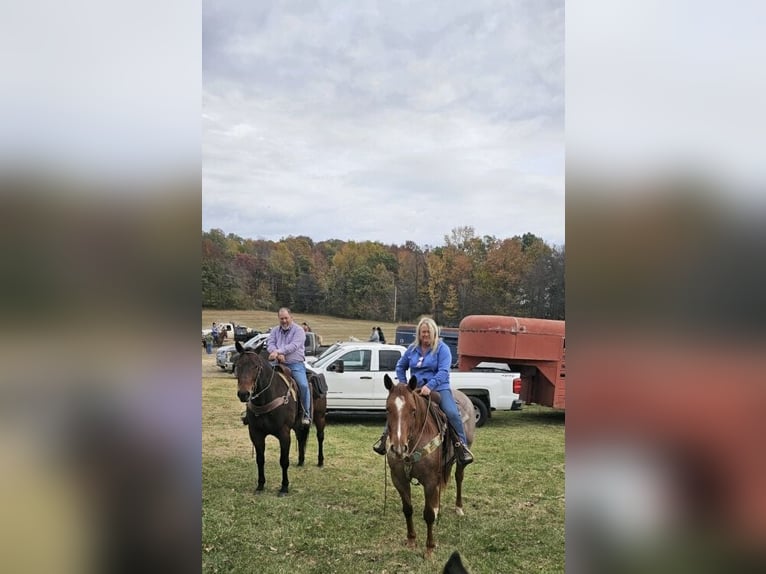 American Quarter Horse Gelding 5 years 15,2 hh Roan-Red in Henderson, KY