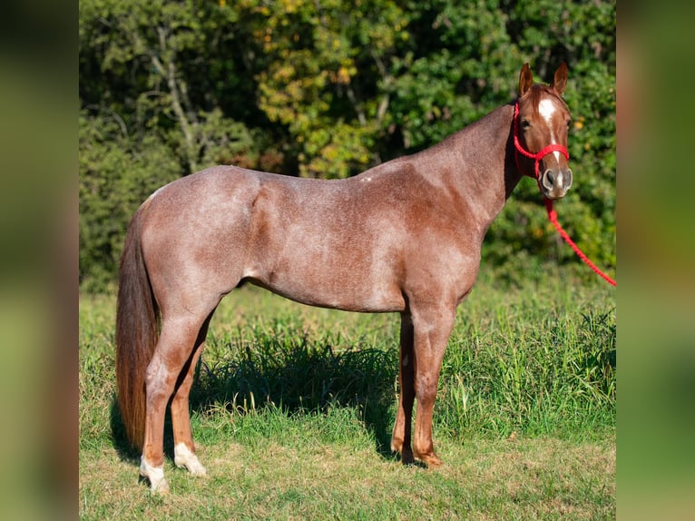 American Quarter Horse Gelding 5 years 15,2 hh Roan-Red in Henderson, KY