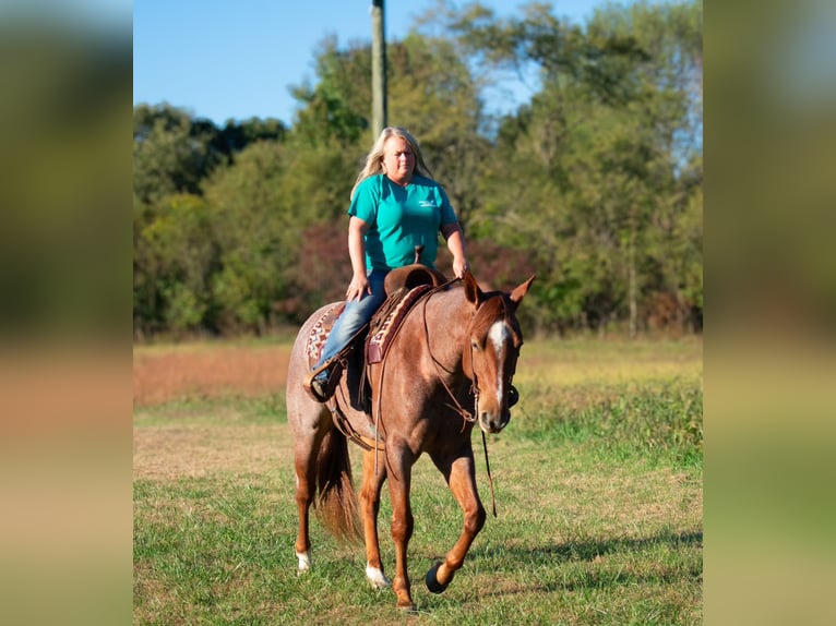 American Quarter Horse Gelding 5 years 15,2 hh Roan-Red in Henderson, KY