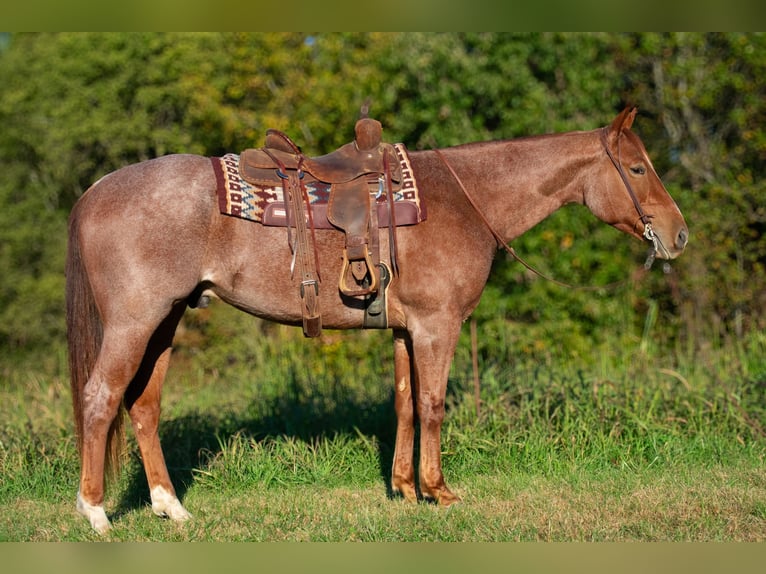 American Quarter Horse Gelding 5 years 15,2 hh Roan-Red in Henderson, KY