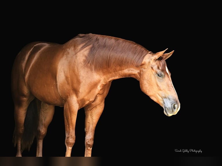 American Quarter Horse Gelding 5 years 15,2 hh Sorrel in Oelwein, IA
