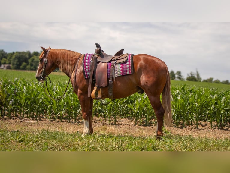 American Quarter Horse Gelding 5 years 15,2 hh Sorrel in Millersburg, OH