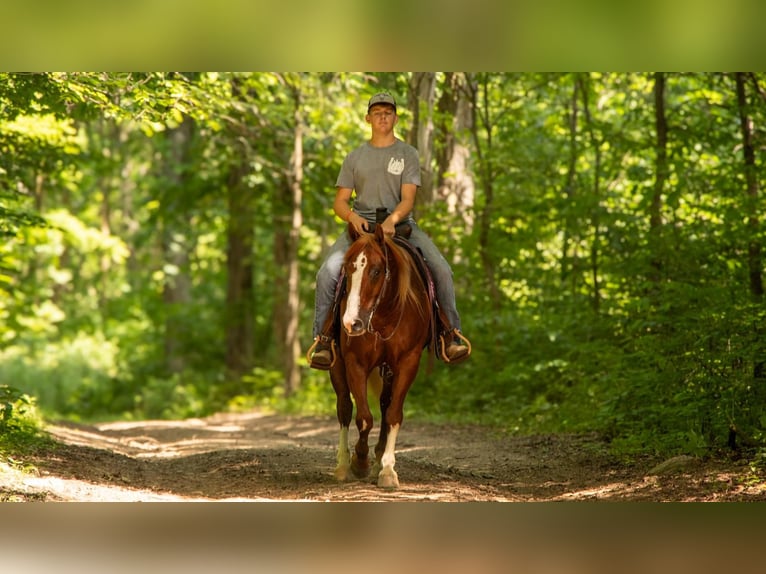 American Quarter Horse Gelding 5 years 15,2 hh Sorrel in Millersburg, OH