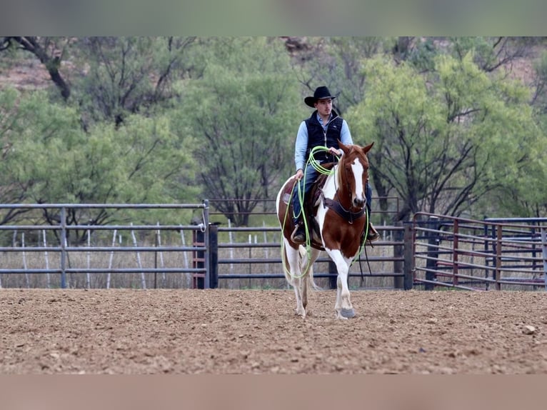 American Quarter Horse Gelding 5 years 15,2 hh Tobiano-all-colors in Breckenridge TX