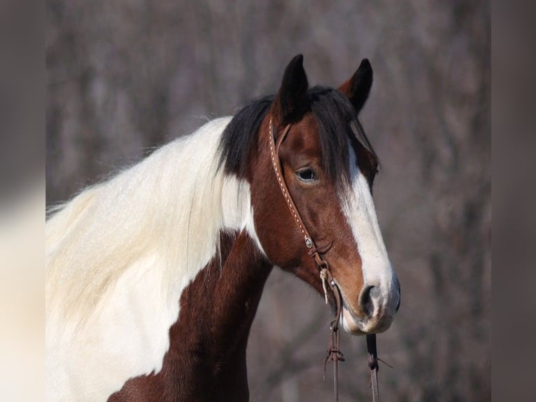 American Quarter Horse Gelding 5 years 15,2 hh Tobiano-all-colors in Brodhead KY