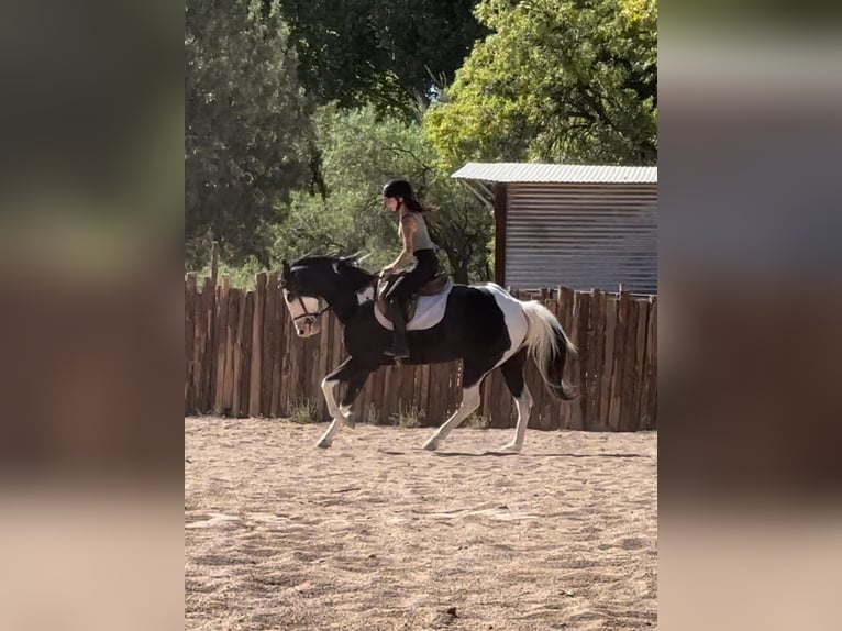 American Quarter Horse Gelding 5 years 15,2 hh Tobiano-all-colors in Camp Verde AZ