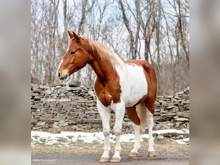 American Quarter Horse Gelding 5 years 15,2 hh Tobiano-all-colors in Everette PA