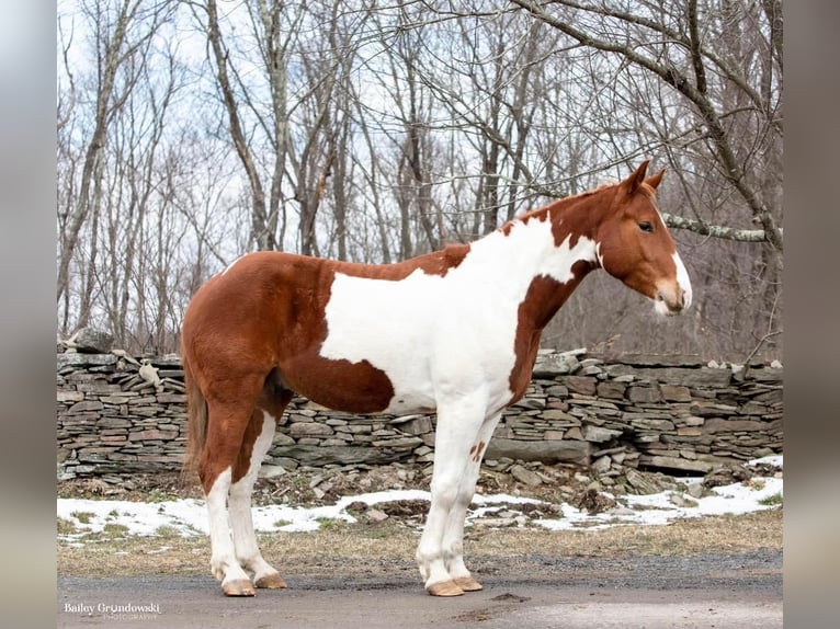 American Quarter Horse Gelding 5 years 15,2 hh Tobiano-all-colors in Everette PA