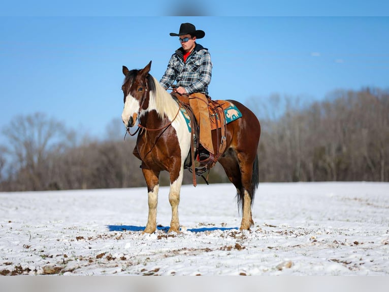 American Quarter Horse Gelding 5 years 15,2 hh Tobiano-all-colors in Santa Fe TN