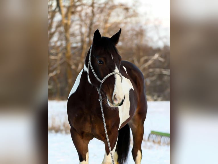 American Quarter Horse Gelding 5 years 15,2 hh Tobiano-all-colors in Santa Fe TN