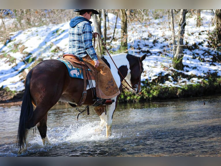 American Quarter Horse Gelding 5 years 15,2 hh Tobiano-all-colors in Santa Fe TN