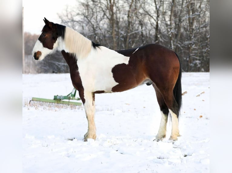 American Quarter Horse Gelding 5 years 15,2 hh Tobiano-all-colors in Santa Fe TN