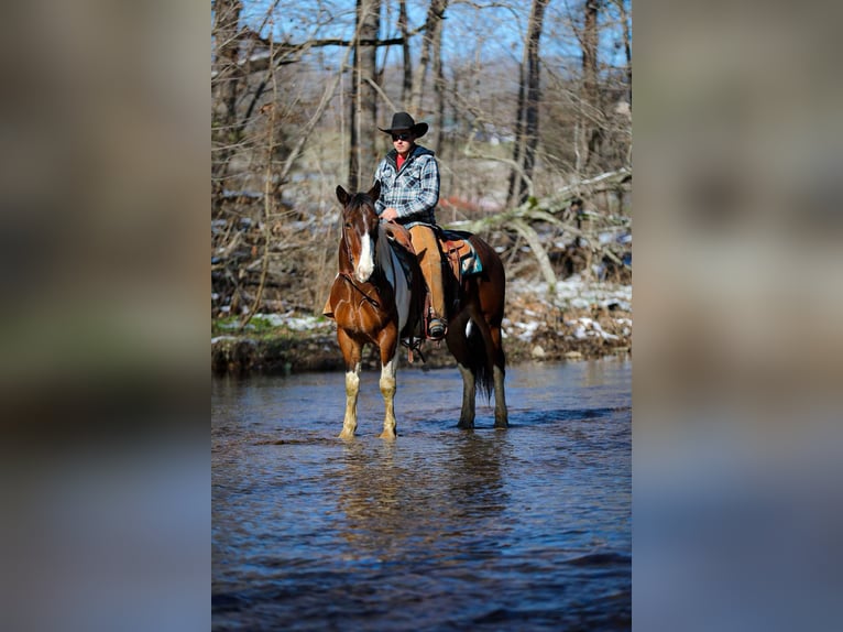 American Quarter Horse Gelding 5 years 15,2 hh Tobiano-all-colors in Santa Fe TN