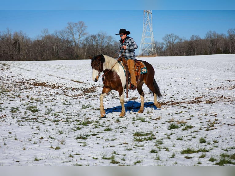 American Quarter Horse Gelding 5 years 15,2 hh Tobiano-all-colors in Santa Fe TN