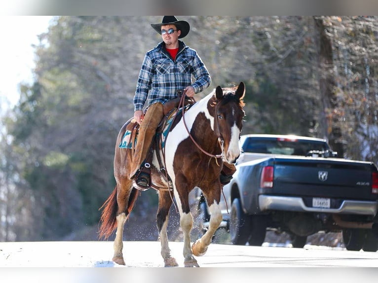 American Quarter Horse Gelding 5 years 15,2 hh Tobiano-all-colors in Santa Fe TN