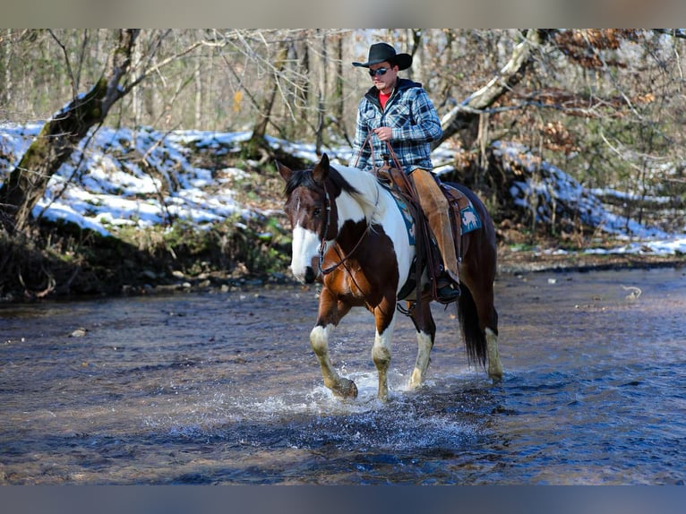 American Quarter Horse Gelding 5 years 15,2 hh Tobiano-all-colors in Santa Fe TN