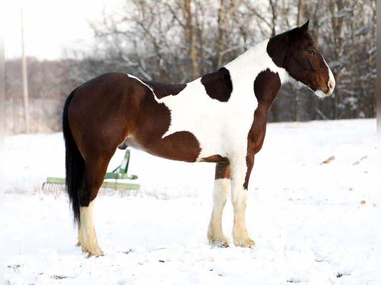 American Quarter Horse Gelding 5 years 15,2 hh Tobiano-all-colors in Santa Fe TN