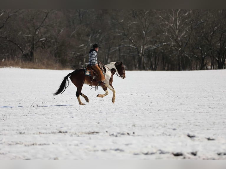 American Quarter Horse Gelding 5 years 15,2 hh Tobiano-all-colors in Santa Fe TN