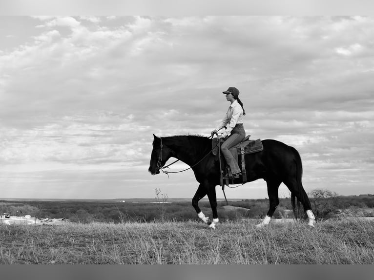 American Quarter Horse Gelding 5 years 15.3 hh Black in Aubrey
