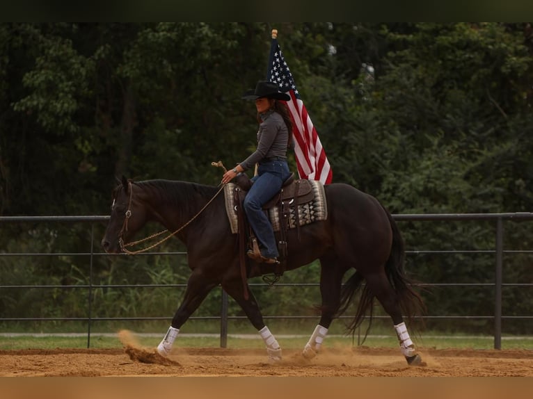 American Quarter Horse Gelding 5 years 15,3 hh Black in Joshua, TX