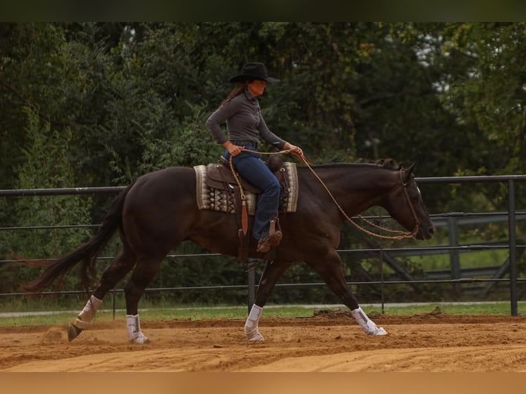 American Quarter Horse Gelding 5 years 15,3 hh Black in Joshua, TX