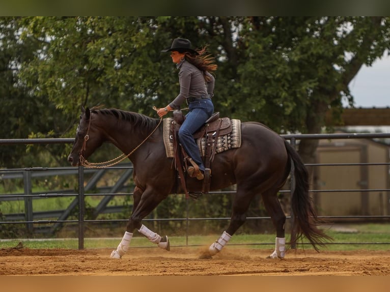 American Quarter Horse Gelding 5 years 15,3 hh Black in Joshua, TX