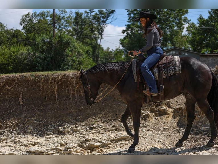 American Quarter Horse Gelding 5 years 15,3 hh Black in Joshua, TX