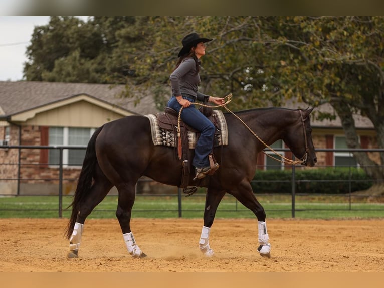 American Quarter Horse Gelding 5 years 15,3 hh Black in Joshua, TX