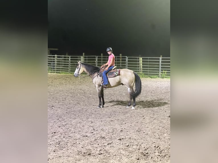 American Quarter Horse Gelding 5 years 15,3 hh Buckskin in LISBON, IA