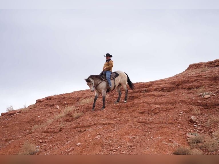 American Quarter Horse Gelding 5 years 15,3 hh Buckskin in LISBON, IA