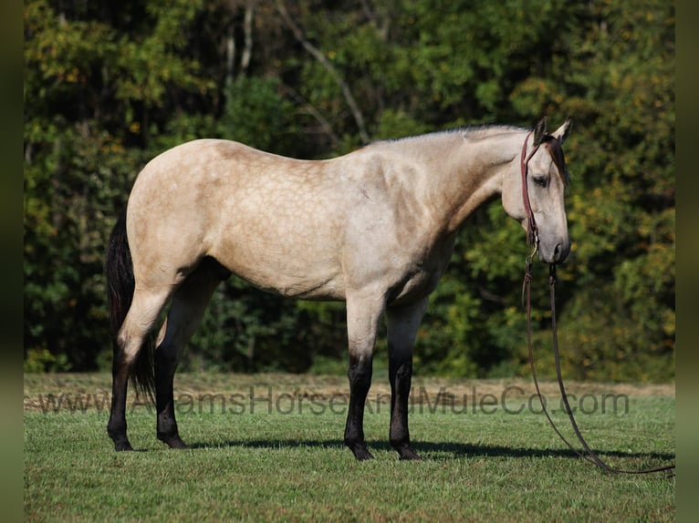 American Quarter Horse Gelding 5 years 15,3 hh Buckskin in Mount Vernon