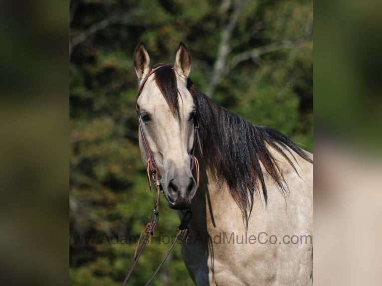 American Quarter Horse Gelding 5 years 15,3 hh Buckskin in Mount Vernon