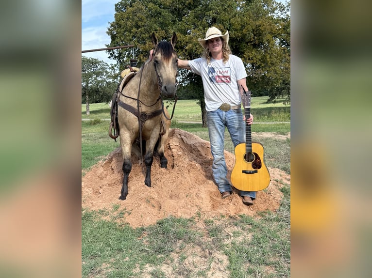 American Quarter Horse Gelding 5 years 15,3 hh Buckskin in Crescent